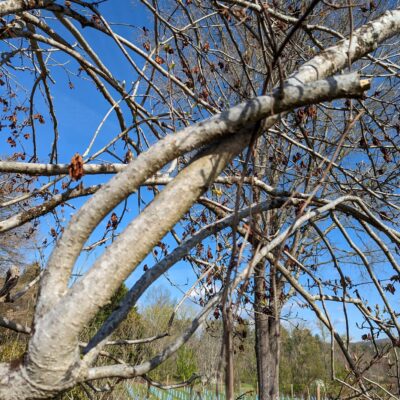 Cut to remove branch weight