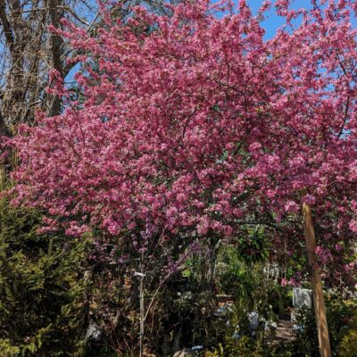 Prairie fire crabapple