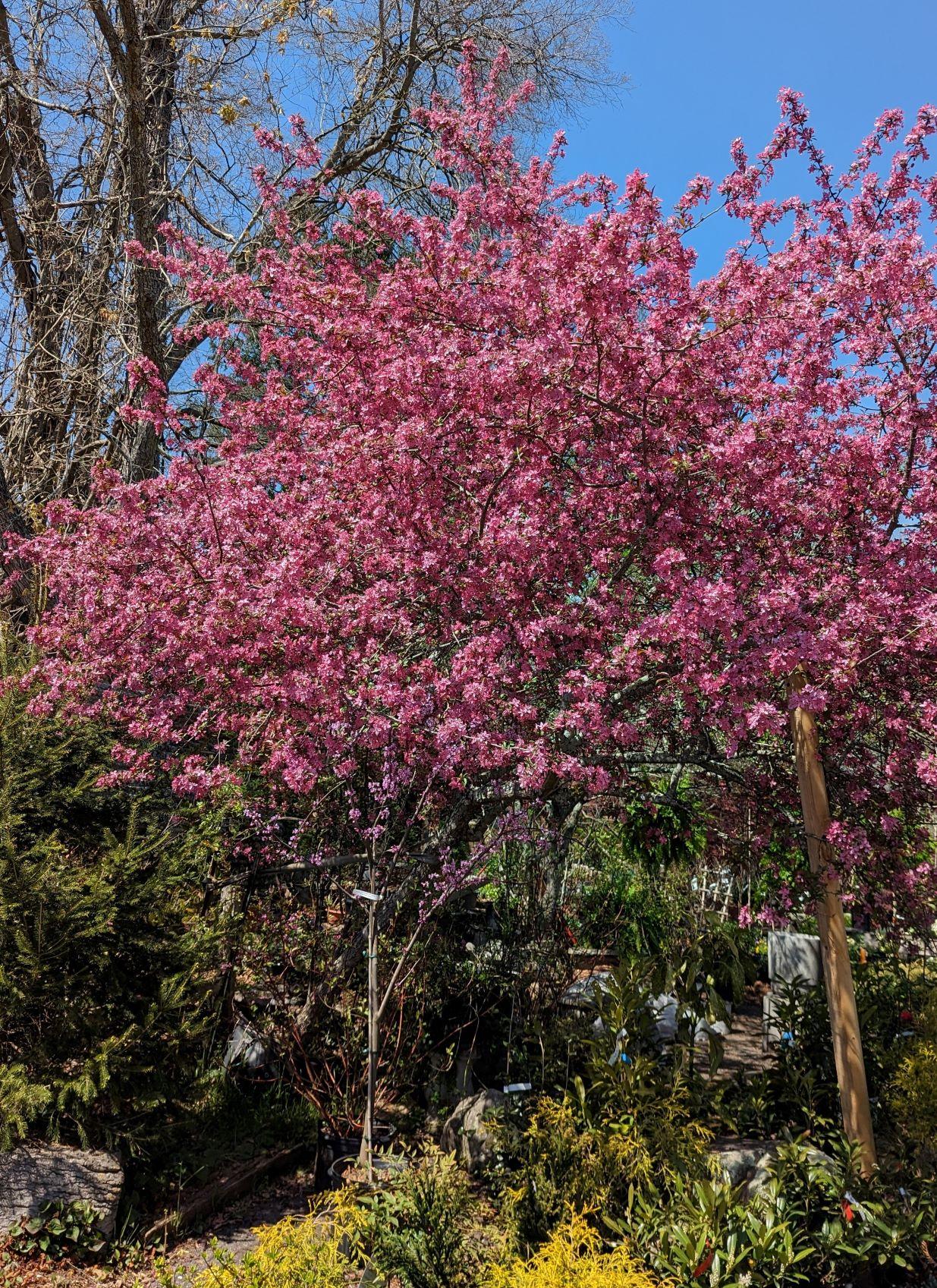 Joe's Journal, Spring Edition Flowering Trees Crabs and Apples