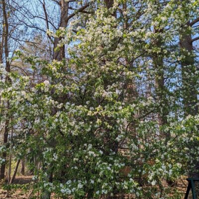 Fig. 4 double flowering crabapple