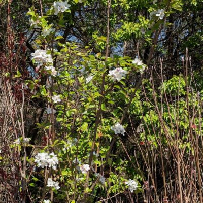 Fig. 5 double flowering crabapple