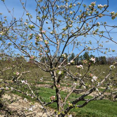 Fig. 6 Orchard apple