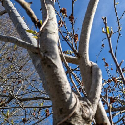 Crossing branches