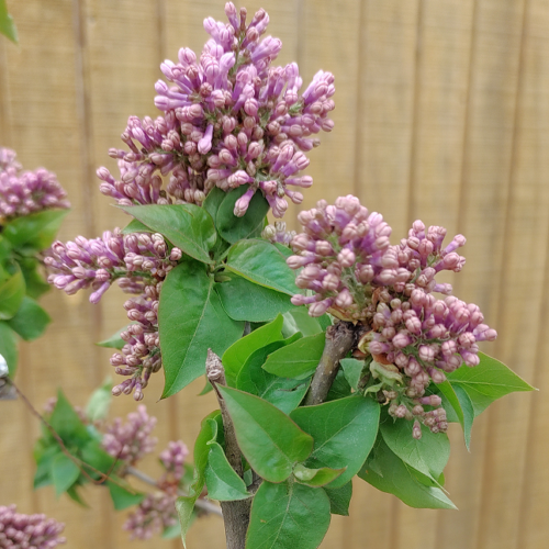 Overregulated lilacs