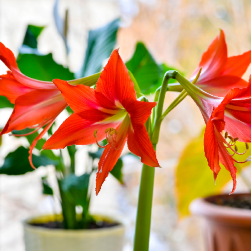 mothers day flowers 4