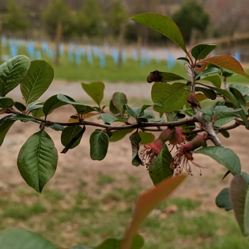 Fire blight in flowering quince