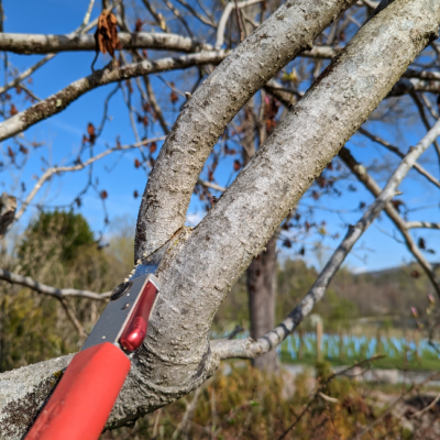 Final cut along branch bark ridge