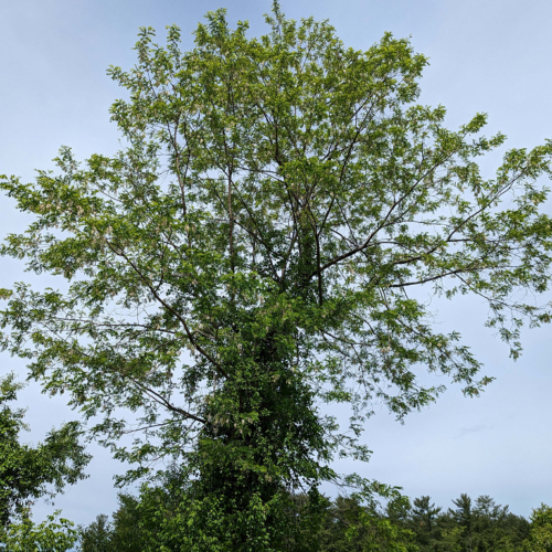 Black locust