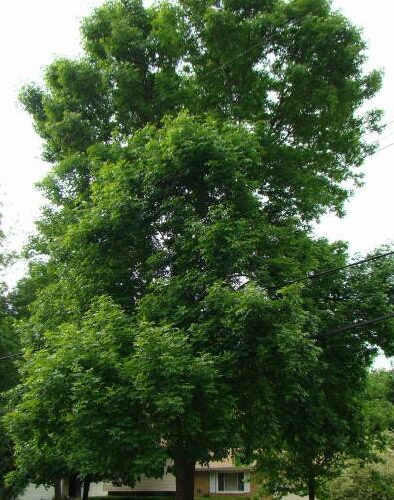 Healthy green ash