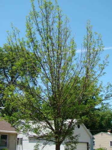 Early symptoms of EAB infestation include reduced leaf size, yellowing leaves and a thin canopy