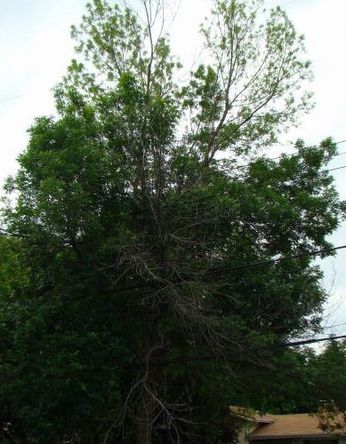 Canopy dieback