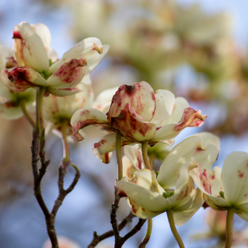 Anthracnose in dogwood flowers