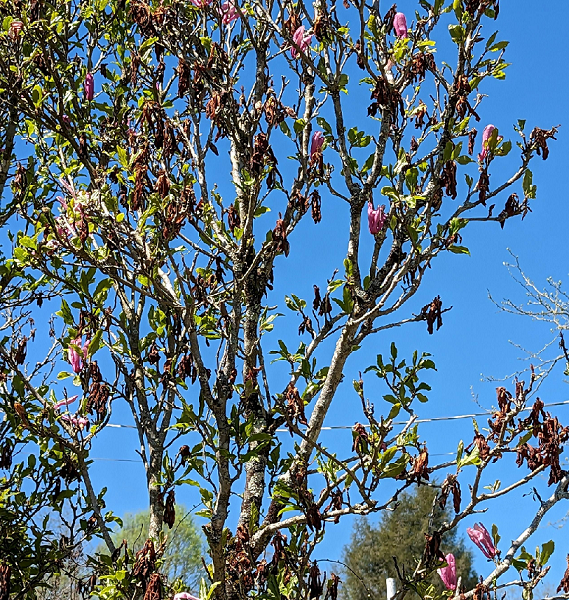 Saucer magnolia with floral necrosis after a cold snap of 25 degrees Fahrenheit