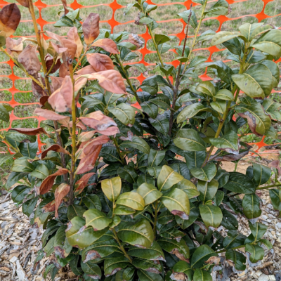 Pruning dead limbs off of a cherry laurel - before