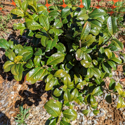 Cherry laurel, dead limbs removed