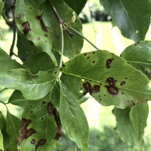 dogwood_anthracnose_fig1