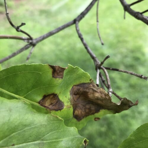 dogwood_anthracnose_fig2