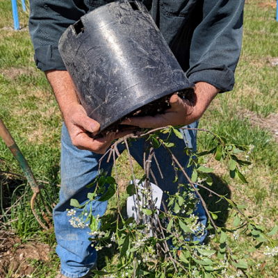 Removing a shrub from its container