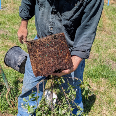 Shrub removed and ready to plant