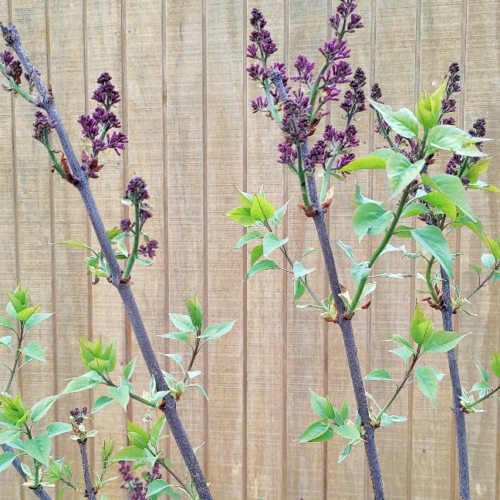 Untreated lilac bushes in their natural state