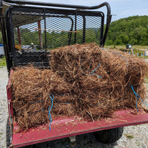 Pine Straw