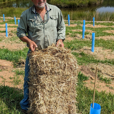 Fig 4 mulching wheat