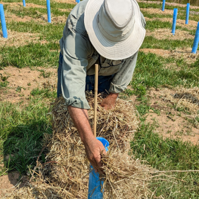 Fig 6 applying wheat