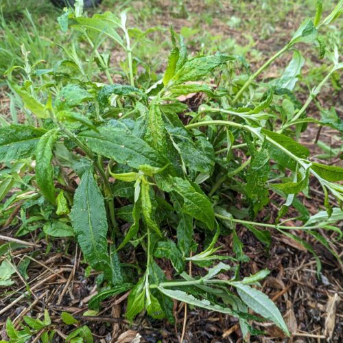 Butterfly bush after pruning