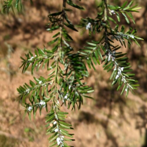 Hemlock twigs infested with hemlock woolly adelgid