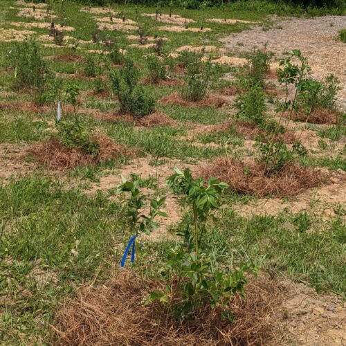 Blueberries in pine straw