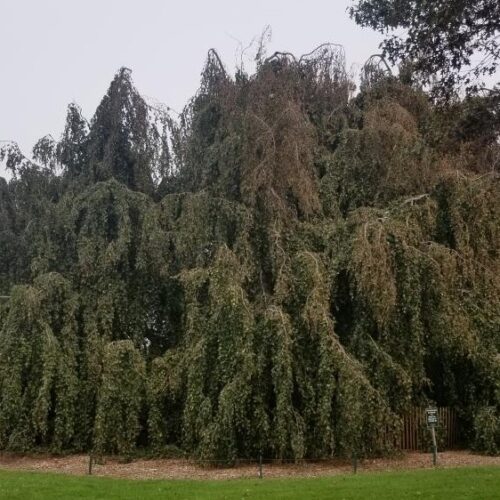 Weeping Purple European Beech