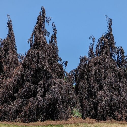 Purple fountain beech