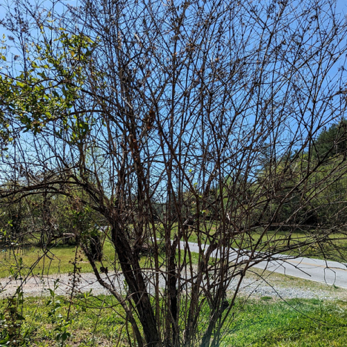 Butterfly bush before pruning