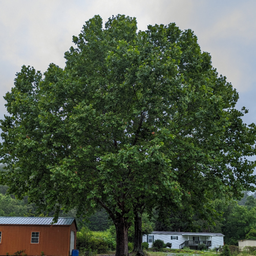 American sycamore