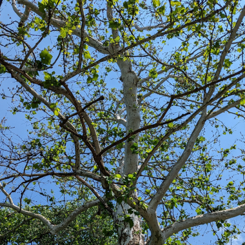 American Sycamore defoliated by anthracnose