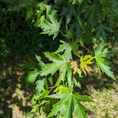 3 resize silver maple