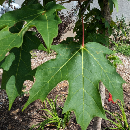 Sugar maple foliage