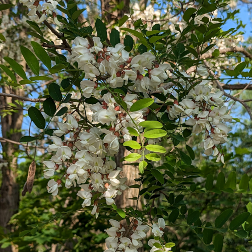 Black locust flower and foliage