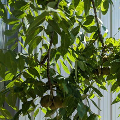 Fig. 1 closeup of Black Walnut foliage