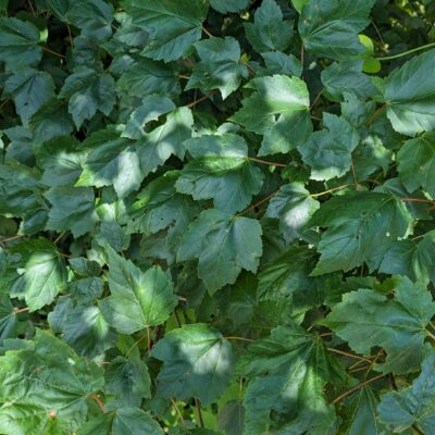 Fig. 2 closeup Red Maple foliage