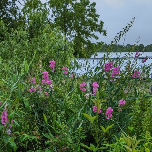 Perennial sweet pea foliage