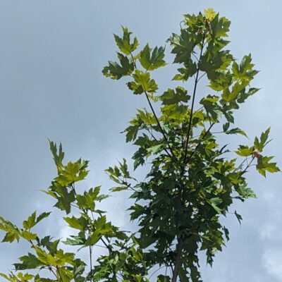 Fig. 4 closeup of Freeman maple foliage