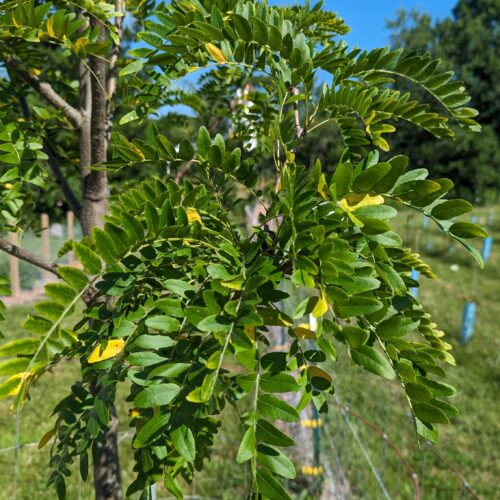 Honey locust foliage