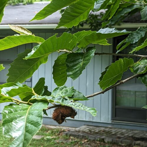 Closeup of chestnut foliage