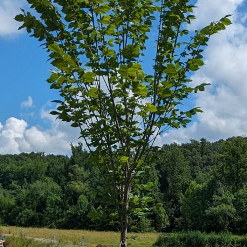 Princeton Elm