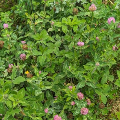 Fig. 7 Red Clover