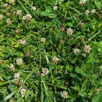 Fig. 8 White clover