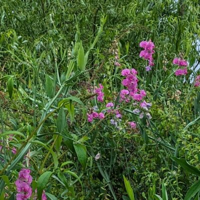 Fig. 9 Perennial Sweet Pea