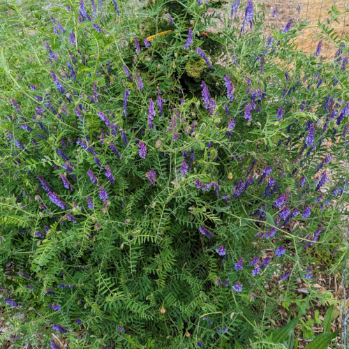 Hairy vetch with pinnately divided foliage