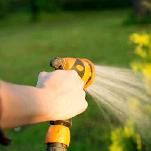 watering